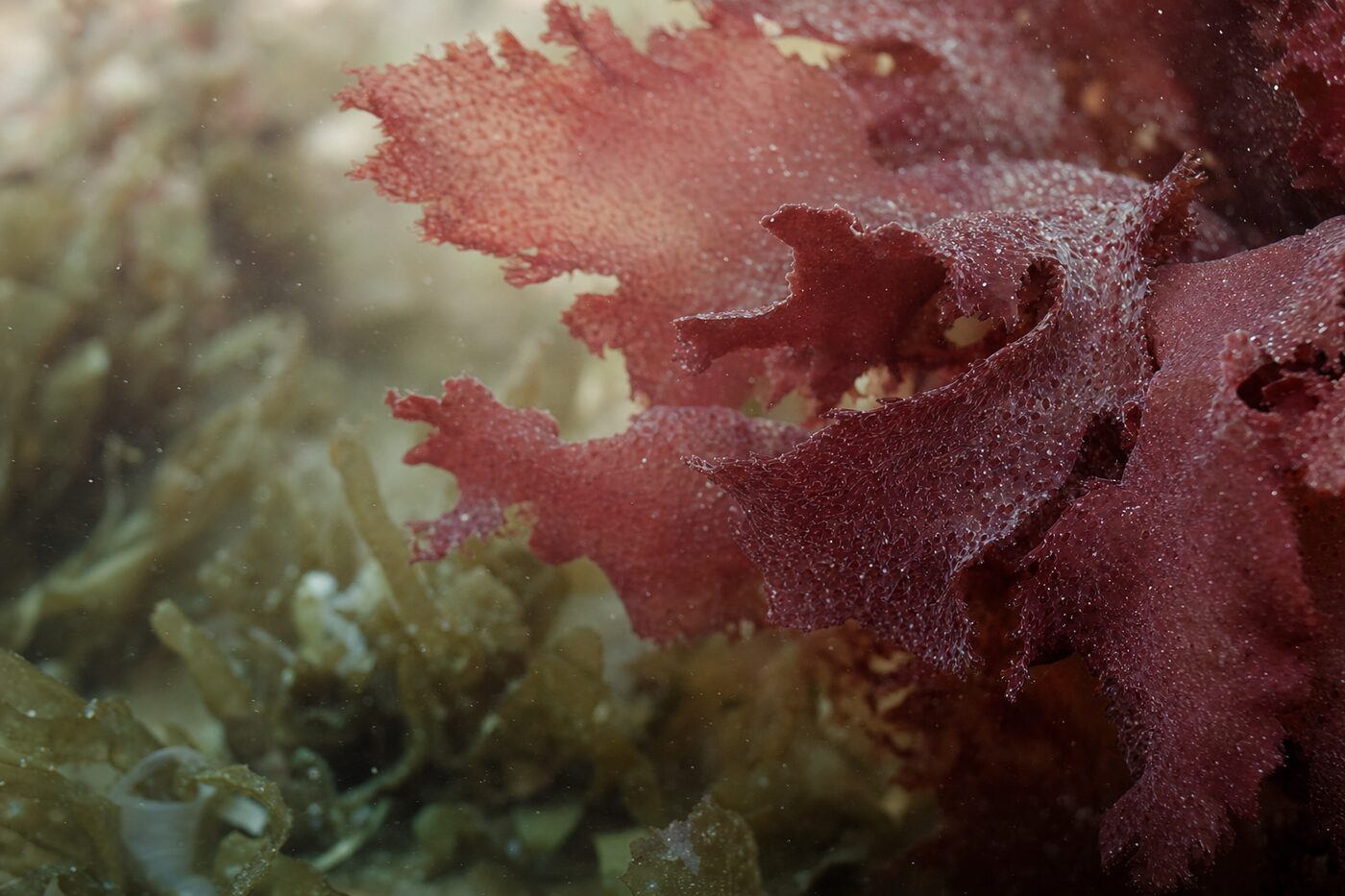Macro texture of red algae fronds underwater